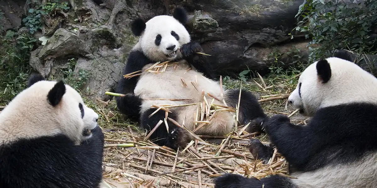 טיול מאורגן לסין